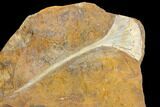 Fossil Ginkgo Leaf with Winged Walnut Fruit - North Dakota #145309-1